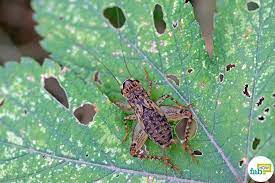 Attracted by your home's welcoming lights, crickets seeking shelter may enter through cracks in the foundation or tiny openings around windows or doors. How To Get Rid Of Crickets Home And Garden Both Fab How