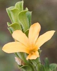 Image result for Barleria setosa