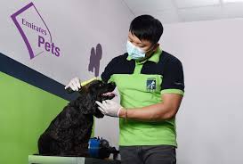 Dog pet relocation services dubai specialists handle everything. Emirates Skycargo Continues Product Expansion With Pet Service