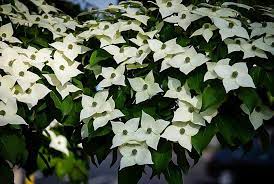 So are stellar kousa and flowering dogwood (cornus florida) hybrids. White Kousa Dogwood Trees For Sale The Tree Center
