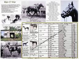 Race Horse Man O War Picture Pedigree Photo Chart One Of