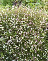 Image result for Erigeron karvinskianus