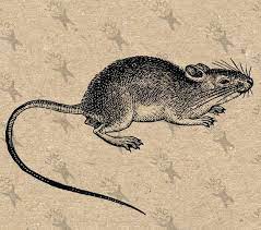 Vintage Retro Drawing Image Rat Mouse Picture Instant Download Etsy In 2021 Drawings Drawing Images Rats