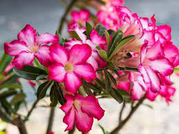 Top quality roses · free shipping · low prices guaranteed How To Grow Desert Rose Hgtv