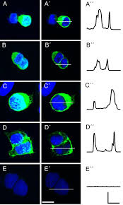 Rtp is a system for reducing the total size of a game file made with rpg maker. The Trpc2 Channel Forms Protein Protein Interactions With Homer And Rtp In The Rat Vomeronasal Organ Springerlink