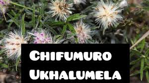 Image result for Dicoma anomala