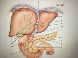 The programming on this video works to specifically cleanse and detox your billiary system, which is comprised of your liver, gallbladder, and pancreas. Figure 34 10 Pancreas Liver And Gallbladder Diagram Quizlet