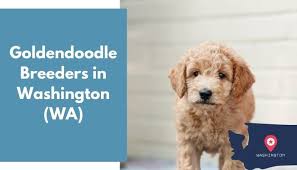 The goldendoodle is a result of breeding a golden retriever and a poodle together. 20 Goldendoodle Breeders In Washington Wa Goldendoodle Puppies For Sale Animalfate