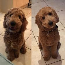 If you are wanting a certain look make sure to talk to the receptionist and show pictures of what you have in mind. Before And After His First Haircut I Present Waffles Goldendoodles