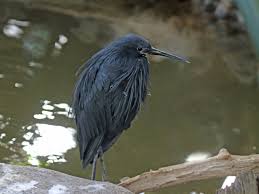 De zwarte reiger is een vogel uit de familie der reigers. File Black Heron Rwd Jpg Wikimedia Commons