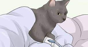 Many cranberry juices are high in sugar. How To Treat A Cat S Uti 6 Steps With Pictures Wikihow