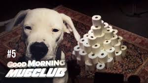 It turns out i misinterpreted a joke comment on a post related to another meme about steven crowder. Happy Dog Eats Toilet Paper For Half Hour 5 Good Morning Mugclub Youtube