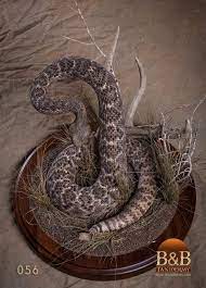 Pin On Animales