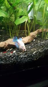 Are Female Bettas Supposed To Be This Bloated Imgur
