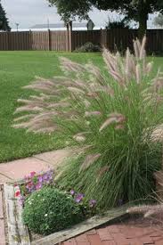 Pennisetum Ruby Mountain Grass Greenhouse Gardening Grass Free Plants