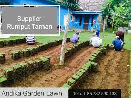 Penampilan tanah yang terbuka dan kosong tentu akan mengurangi keindahan. Terjual Harga Rumput Jepang Per Meter Di Jogja Wa 0857 3259 0133 Andika Garden Lawn Kaskus