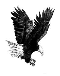 Bald Eagle Clipart Black And White Pin On Bob Ruck