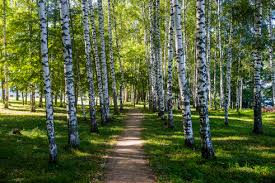 Maybe you would like to learn more about one of these? Birch Tree Forest Near Tolbachik Volcano Kamchatka Russia Stockphoto