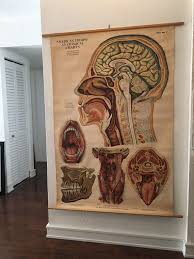 Aj Nystrom Co American Frohse Anatomical Chart Signed By