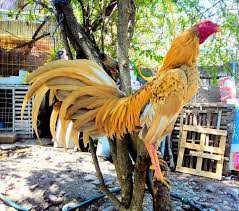 Pin En Gallos