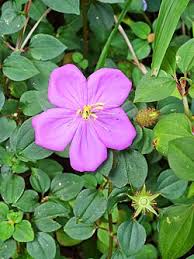 Image result for Dissotis