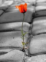 Pin By Viviane Lutun Noz On Besondere Pins Beautiful Flowers Plants Flowers