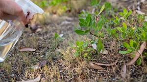 We did not find results for: How To Use Vinegar Acetic Acid As A Herbicide
