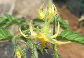 ミニトマト オクラ インゲンも成長中 レンタル畑で野菜づくり 週末農業体験