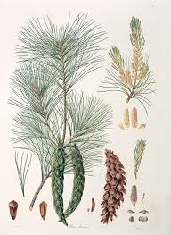 Image result for Pinus strobus