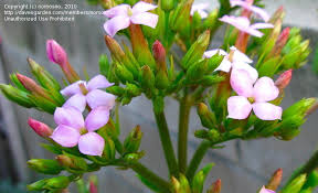 Image result for Kalanchoe laciniata