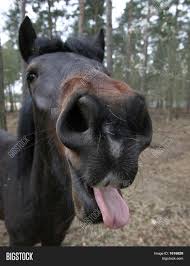 More images for horse with tongue out » Horse Sticking Tongue Image Photo Free Trial Bigstock