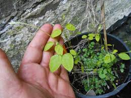 Image result for Amphicarpaea africana