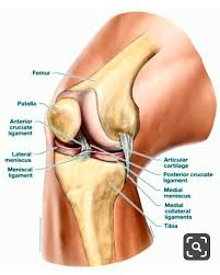 Pin By Jean Simon On Nursing Human Body Anatomy Body Anatomy Human Knee
