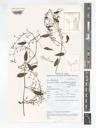 Image result for Rubia cordifolia