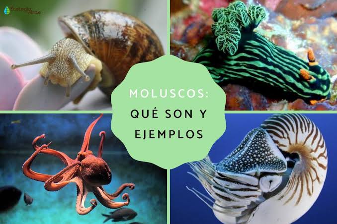 Moluscos: características, tipos y ejemplos - ¡Descubre qué son!