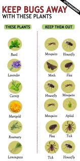 Outdoor plants that repel bugs. Pin By Munch On Natural Remedies Cleansers Plants That Repel Bugs Plants Keep Bugs Away