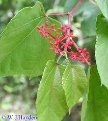 Image result for Cissus glaucophylla
