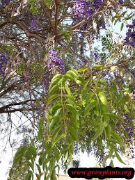 Image result for Bolusanthus speciosus