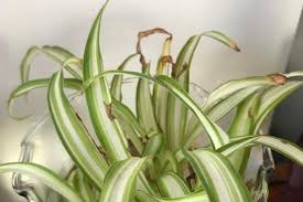 Image result for Chlorophytum bowkeri