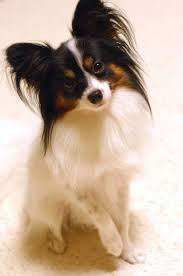 Image Detail For Mostly Because Im Obsessed With Papillons C Papillon Dog Dogs Dog Breeds