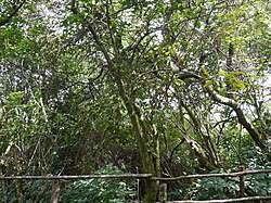 Image result for Helixanthera