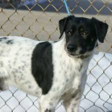 Salt creeks flint hills of kansas x salt creeks summitt. Boingle Beagle German Shorthaired Pointer Mix Info And Pictures