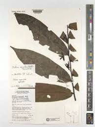 Image result for isolona