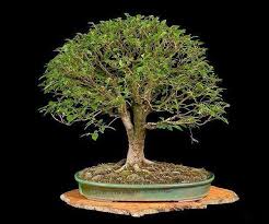Bergulme Ulmus Glabra Von Dieter Arndt Bonsai Pflanzen Pflanzen Bonsai