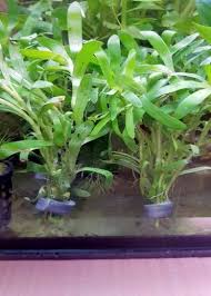 Cryptocoryne usteriana is one of the taller cryptocorynes and is very easy to grow. Yorcks Garnelen Und Pflanzenhohle Oberschopfheim Pflanzen Garnelen Schnecken Zubehor Fur Aquarien Aquaristik Topfpflanzen Bundpflanzen Mutterpflanzen Teichpflanzen In Vitro Lahr Offenburg Schwanau Meissenheim Gegenbach Nordrach Biberach Zell Am