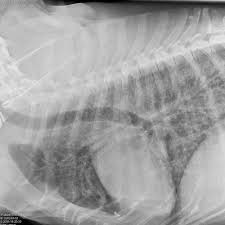 General cancer symptoms in dogs. Common Pulmonary Diseases In Dogs Clinician S Brief