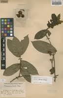 Image result for Dichapetalaceae