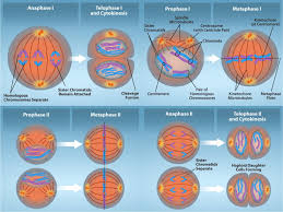 Image result for Meiosperma