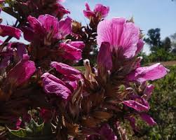 Image result for Acanthus polystachyus