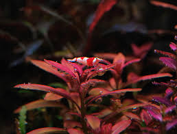 Image result for Rotala submersa